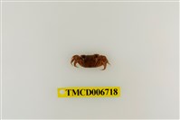 藏品(斑點擬相手蟹)的圖片